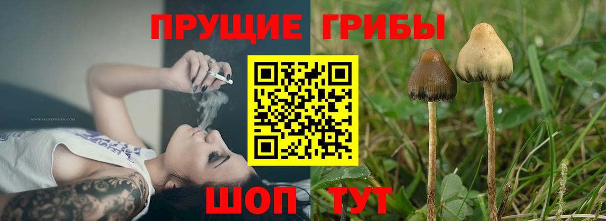 Галлюциногенные грибы прущие грибы Чернушка